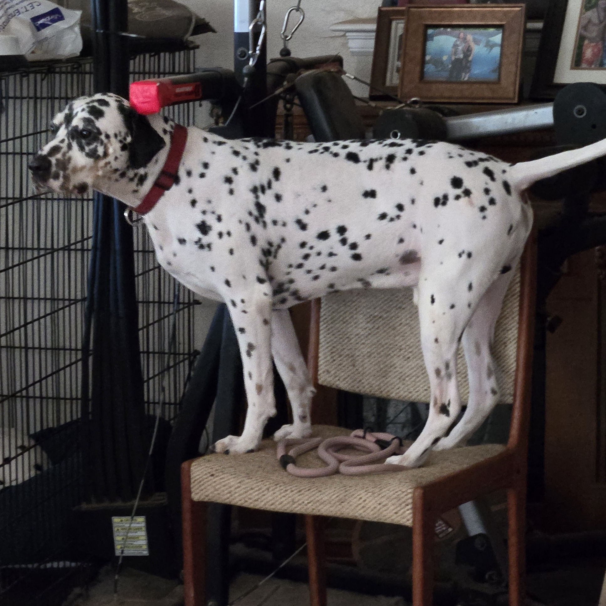 Enlarge Skagit, an adopted Dalmatian in Lake Stevens, WA image 4/4