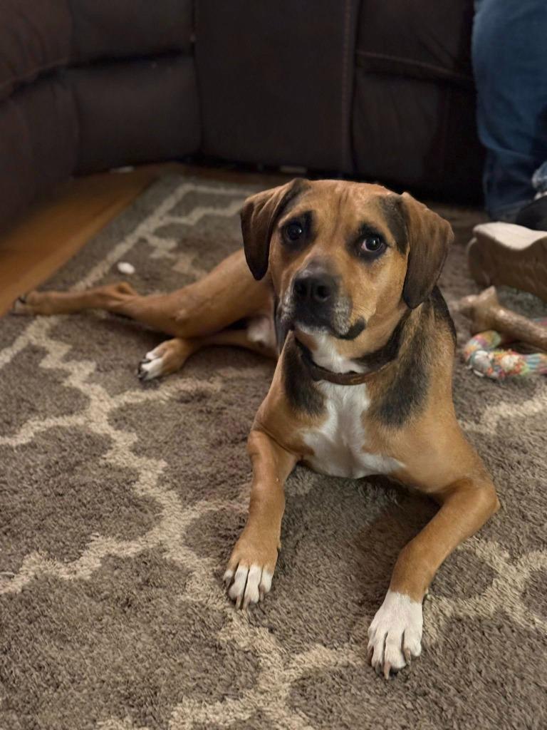 Cubby Joe, a Adoptable mixed breed image 1/6