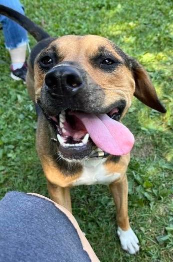 Cubby Joe, a Adoptable mixed breed image 2/6