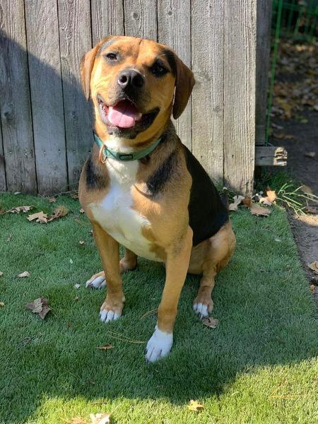 Enlarge Cubby Joe, a Adoptable mixed breed in Libertyville, IL image 3/6