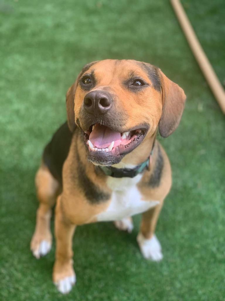 Enlarge Cubby Joe, a Adoptable mixed breed in Libertyville, IL image 5/6