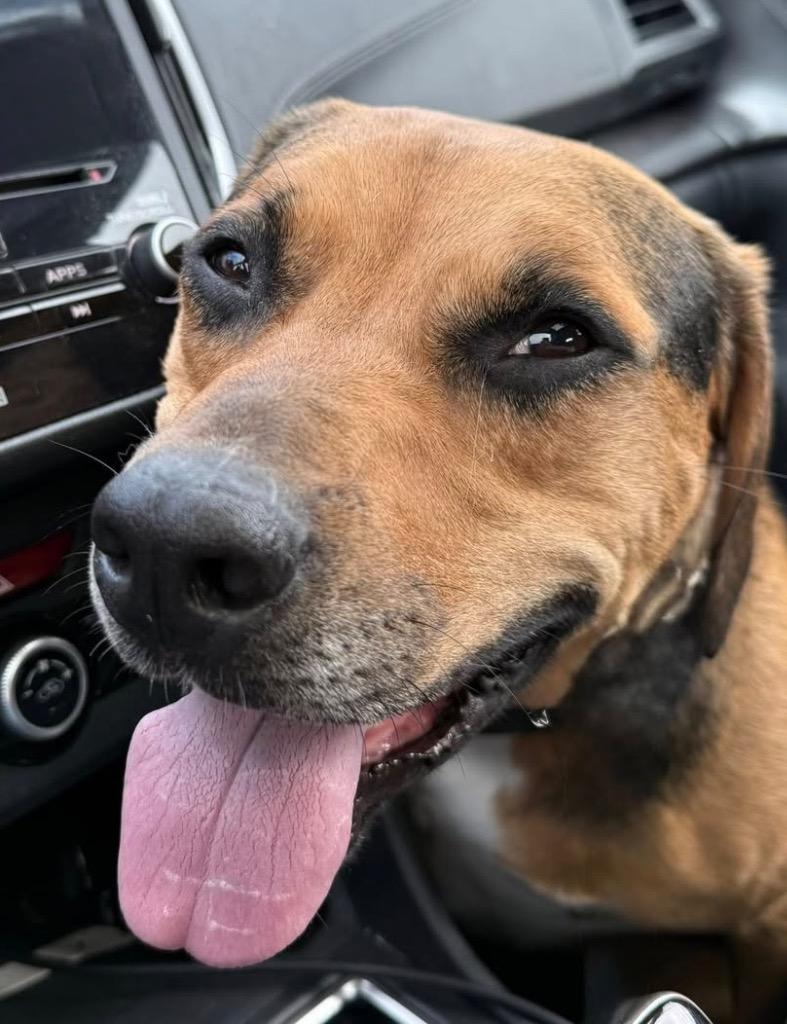 Cubby Joe, a Adoptable mixed breed image 5/6