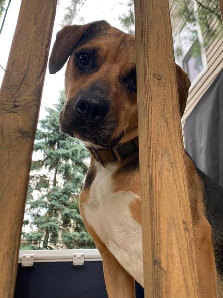 Cubby Joe, a Adoptable mixed breed image 6/6