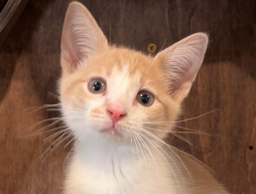 Flapjack, an adopted Domestic Short Hair in Nashville, TN image 2/4