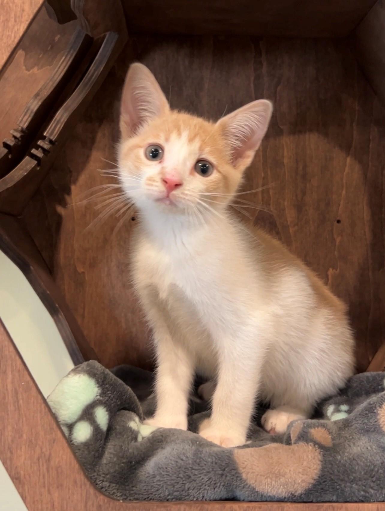 Flapjack, adopted, Kitten Male Domestic Short Hair.