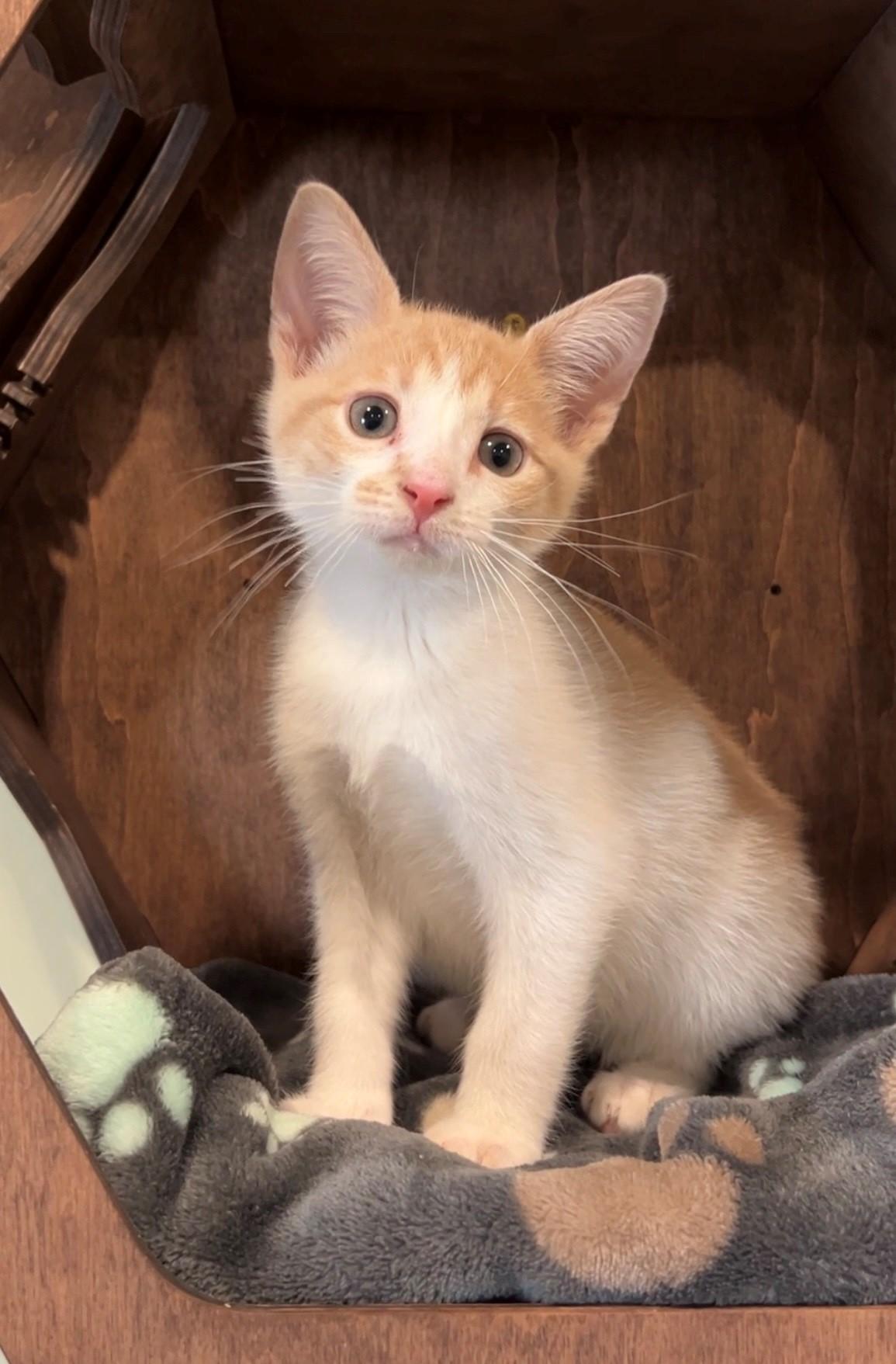 Flapjack, an adopted Domestic Short Hair in Nashville, TN image 3/4