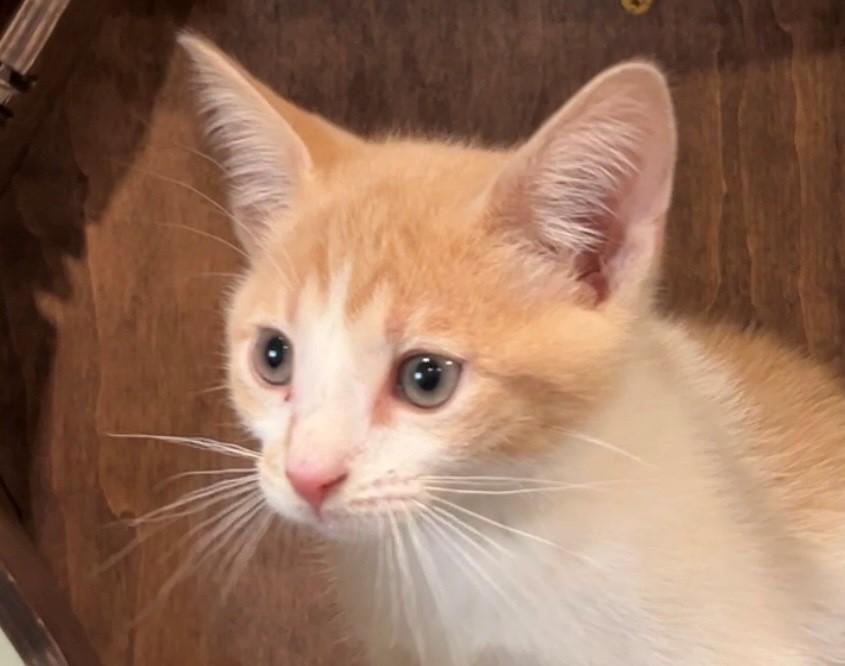 Flapjack, an adopted Domestic Short Hair in Nashville, TN image 4/4