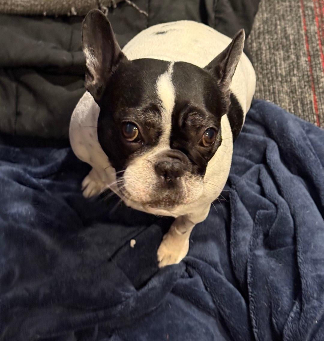 Oreo, Adoptable, Adult Female French Bulldog.