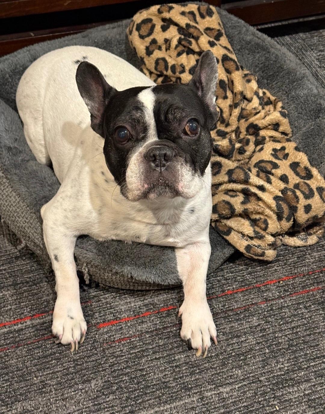 Enlarge Oreo, a Adoptable French Bulldog in merrillville, IN image 2/3