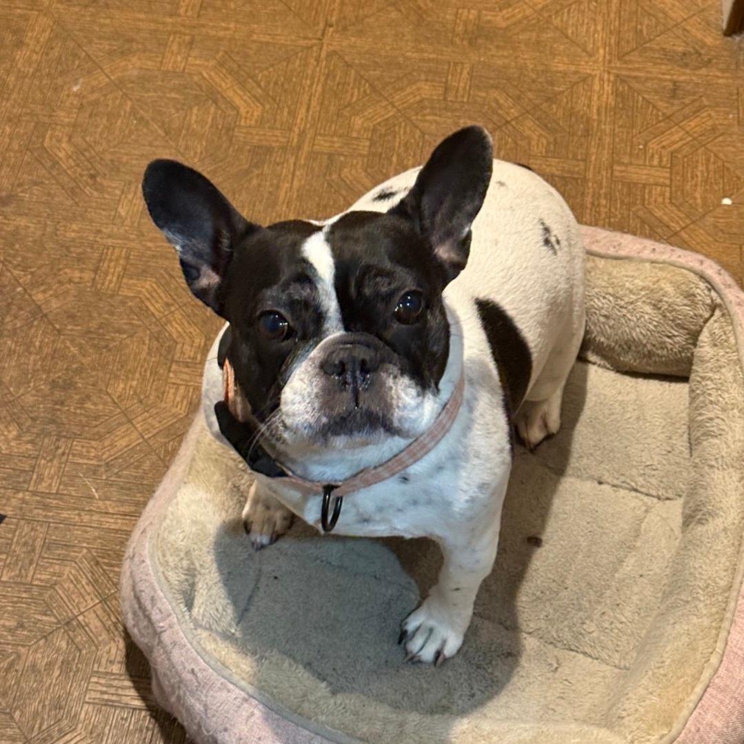 Enlarge Oreo, a Adoptable French Bulldog in merrillville, IN image 3/3
