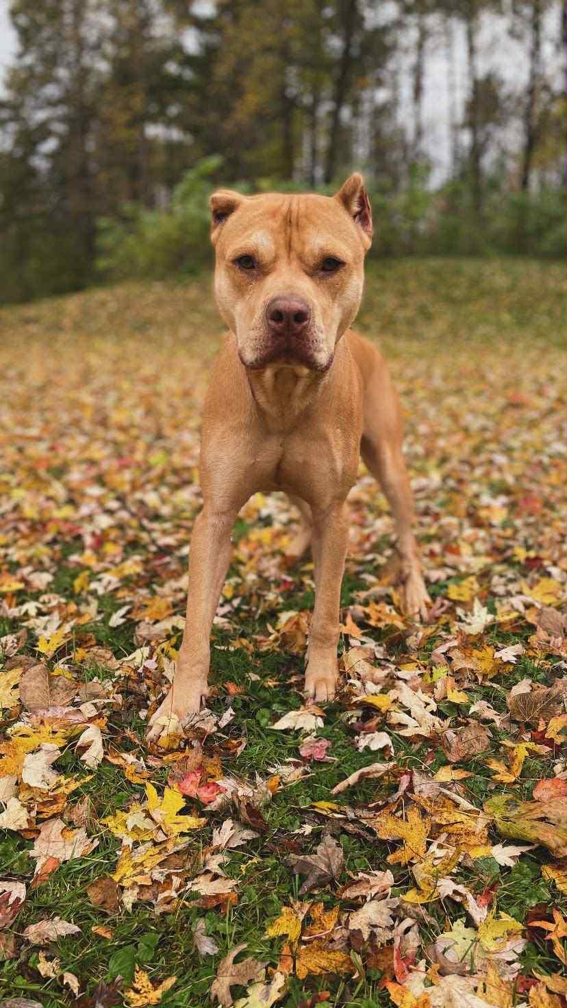 Craig - FOSTER NEEDED!!!, Adoptable, Adult Male Pit Bull Terrier & Shiba Inu.