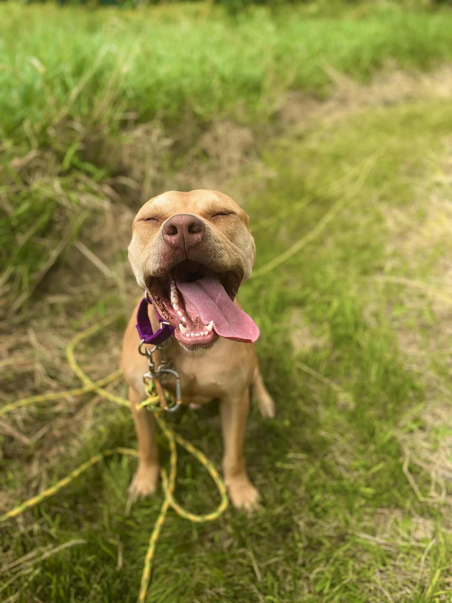 Enlarge Craig - FOSTER NEEDED!!!, a Adoptable mixed breed in Minneapolis, MN image 3/6