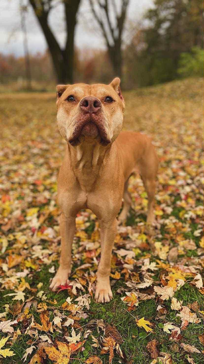 Enlarge Craig - FOSTER NEEDED!!!, a Adoptable mixed breed in Minneapolis, MN image 4/6