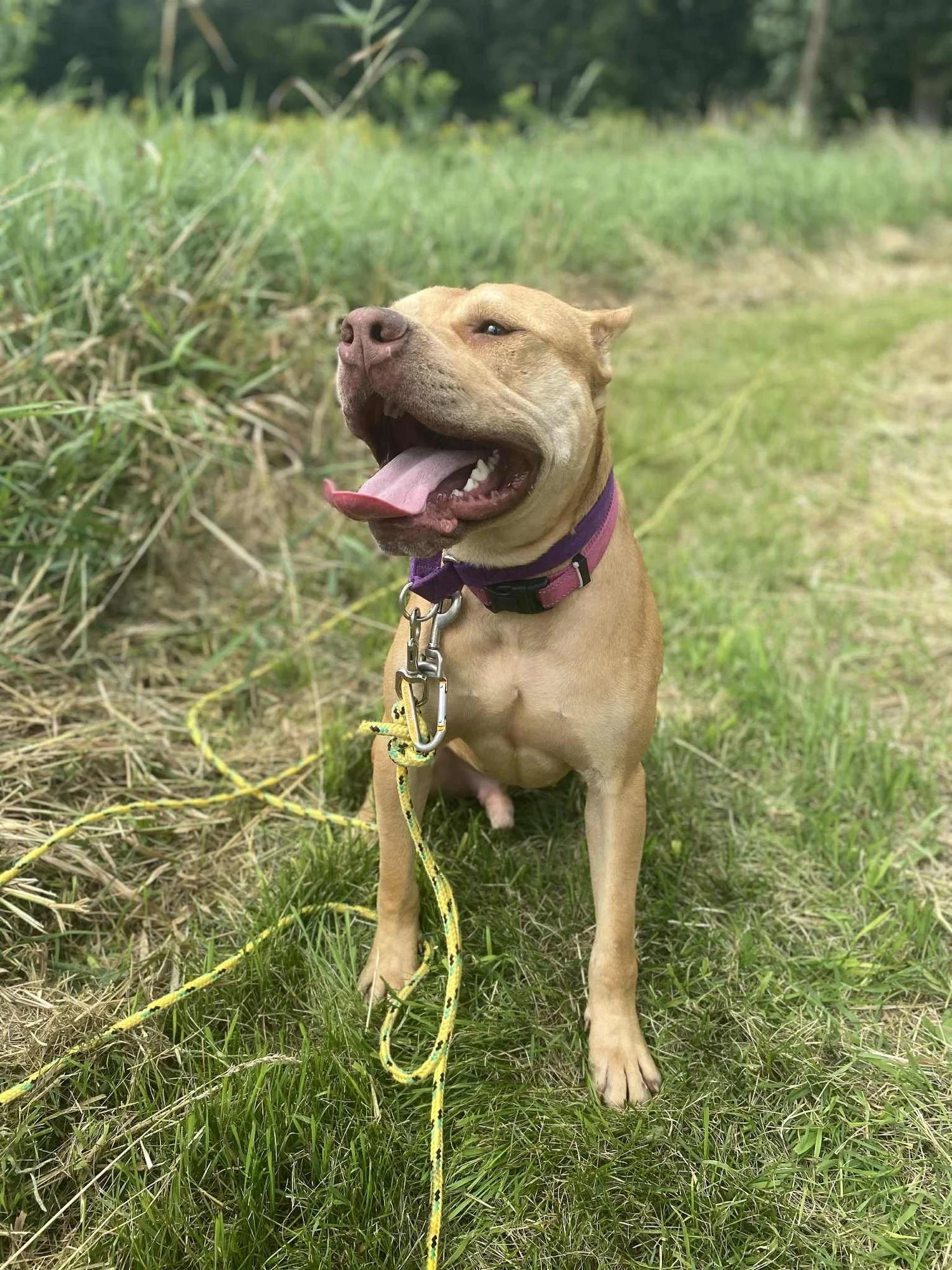 Enlarge Craig - FOSTER NEEDED!!!, a Adoptable mixed breed in Minneapolis, MN image 6/6