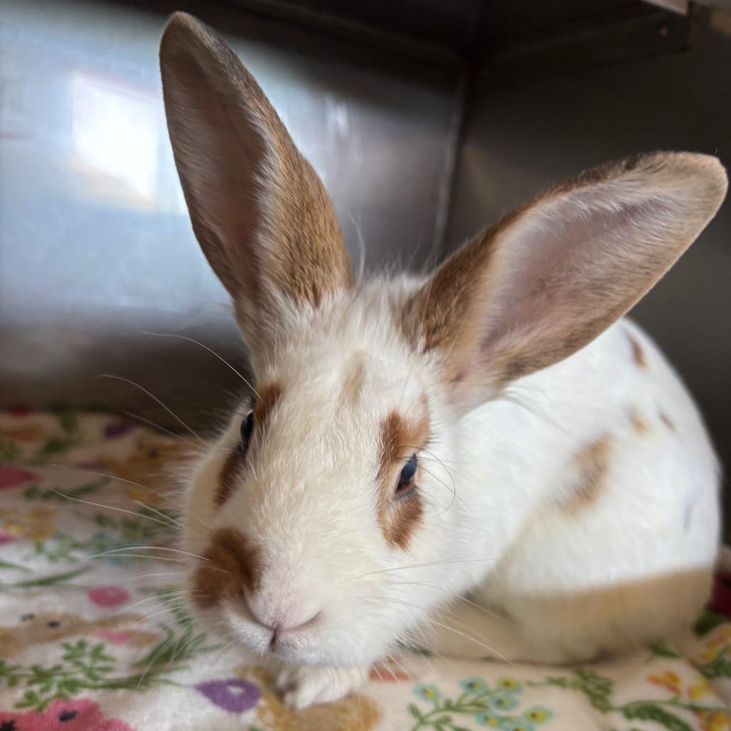 Liberty, Adoptable, Young Female English Spot.