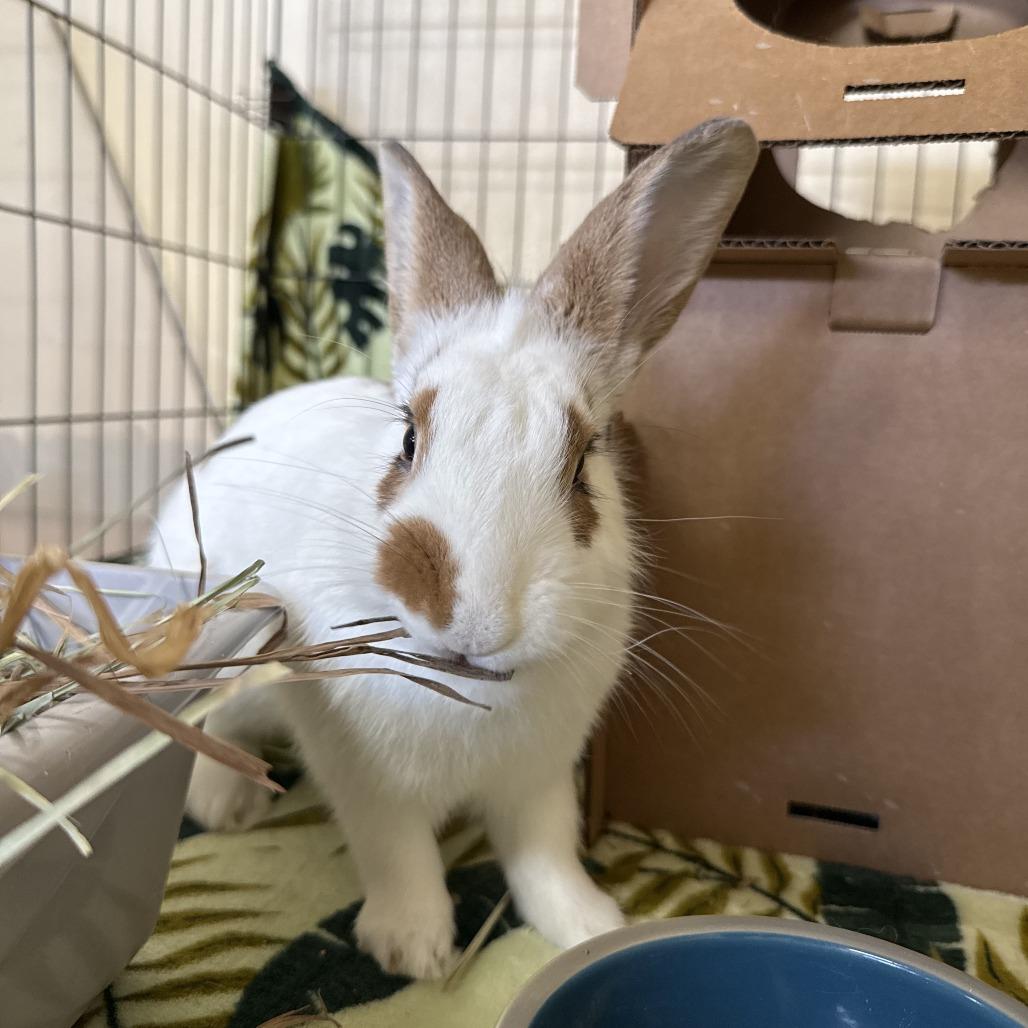 Enlarge Liberty, a Adoptable English Spot in Richmond, CA image 2/6