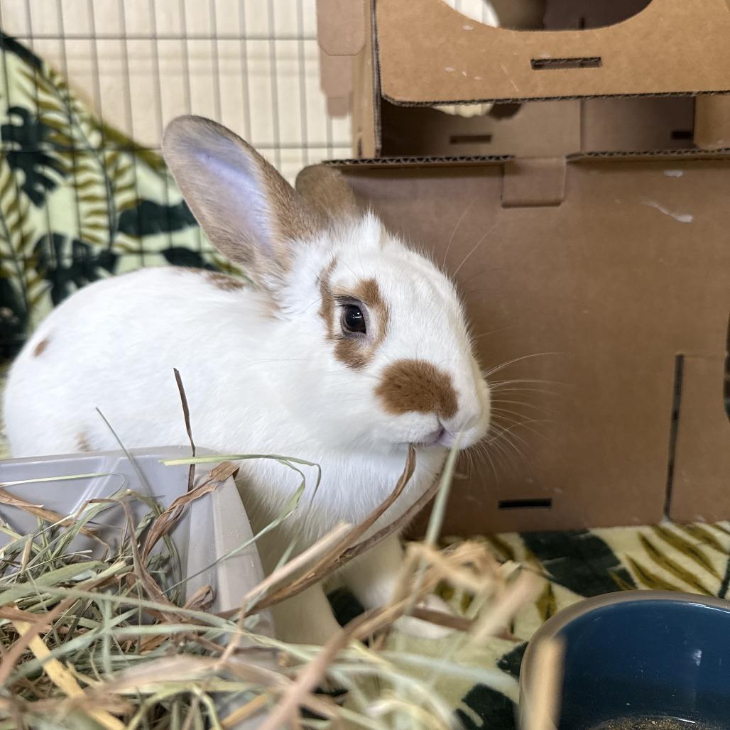 Enlarge Liberty, a Adoptable English Spot in Richmond, CA image 3/6