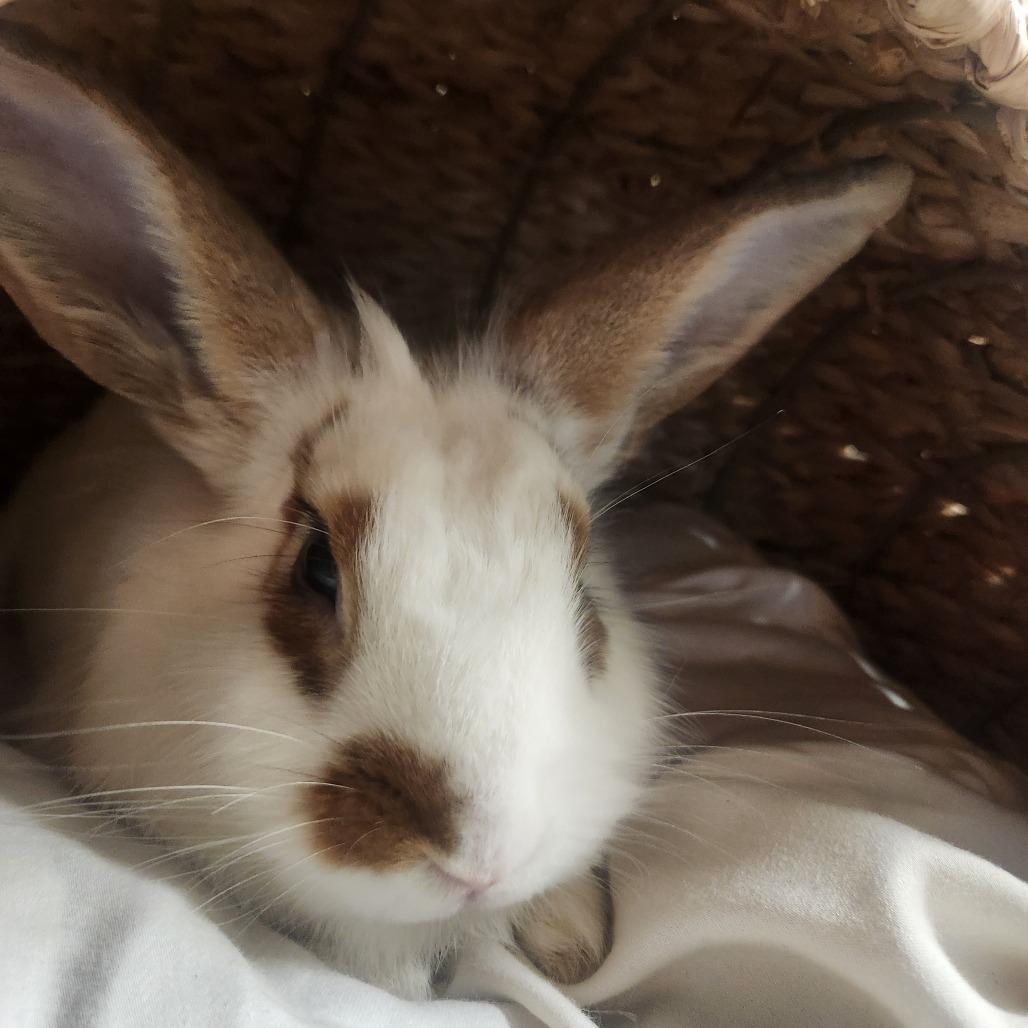 Enlarge Liberty, a Adoptable English Spot in Richmond, CA image 4/6