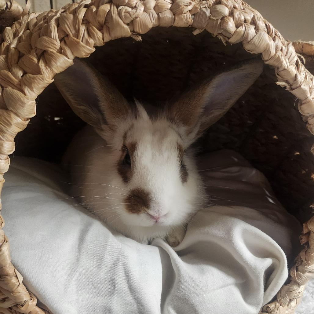 Enlarge Liberty, a Adoptable English Spot in Richmond, CA image 5/6