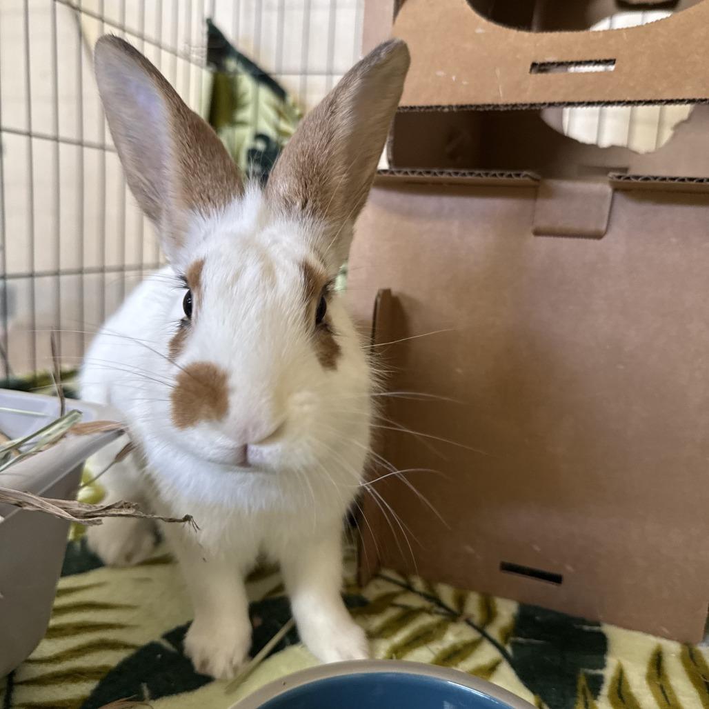 Enlarge Liberty, a Adoptable English Spot in Richmond, CA image 6/6