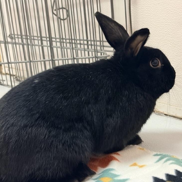 Kuro, Adoptable, Young Female American.