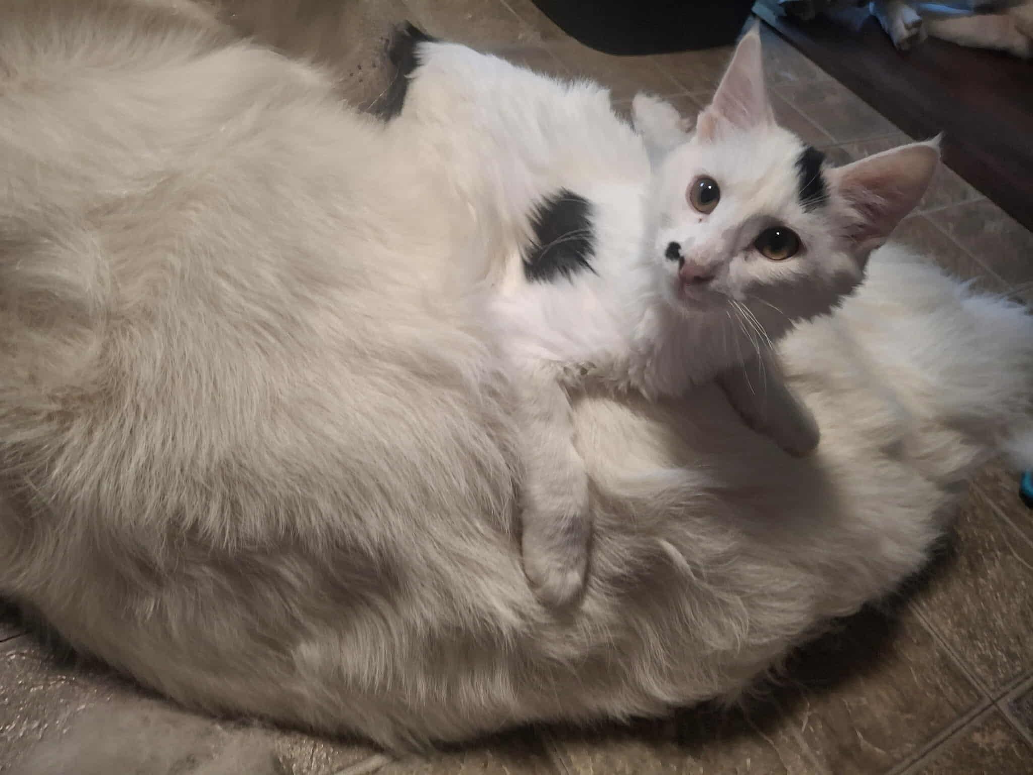 Enlarge Momo, a Adopted mixed breed in Anna, TX image 2/2