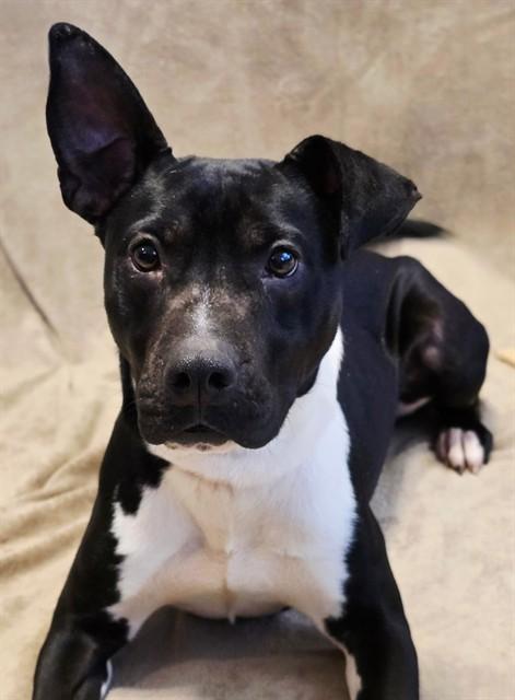 MADELINE, Adoptable, Young Female Pit Bull Terrier & Mixed Breed.