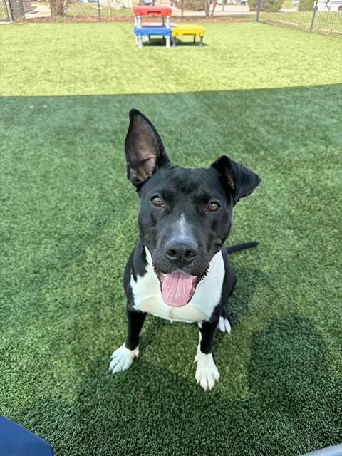 Enlarge MADELINE, a Adoptable mixed breed in Statesville, NC image 1/1