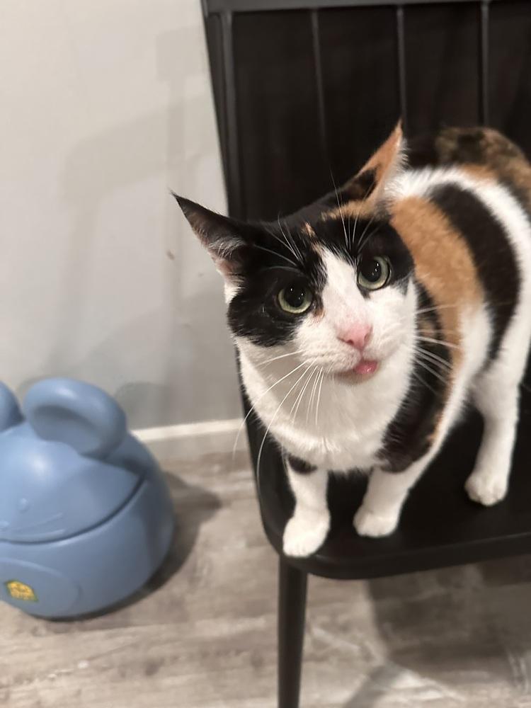 Deidre, Adoptable, Adult Female Domestic Short Hair & Calico.