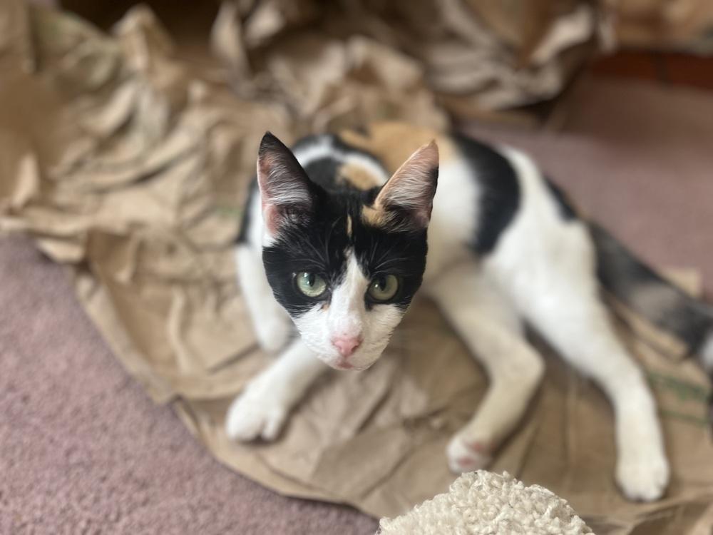 Deidre, Adoptable, Adult Female Domestic Short Hair & Calico.