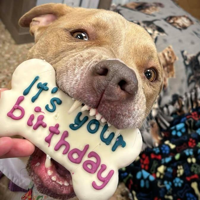 Enlarge Luna, a Adoptable Pit Bull Terrier in Milan, IL image 1/6