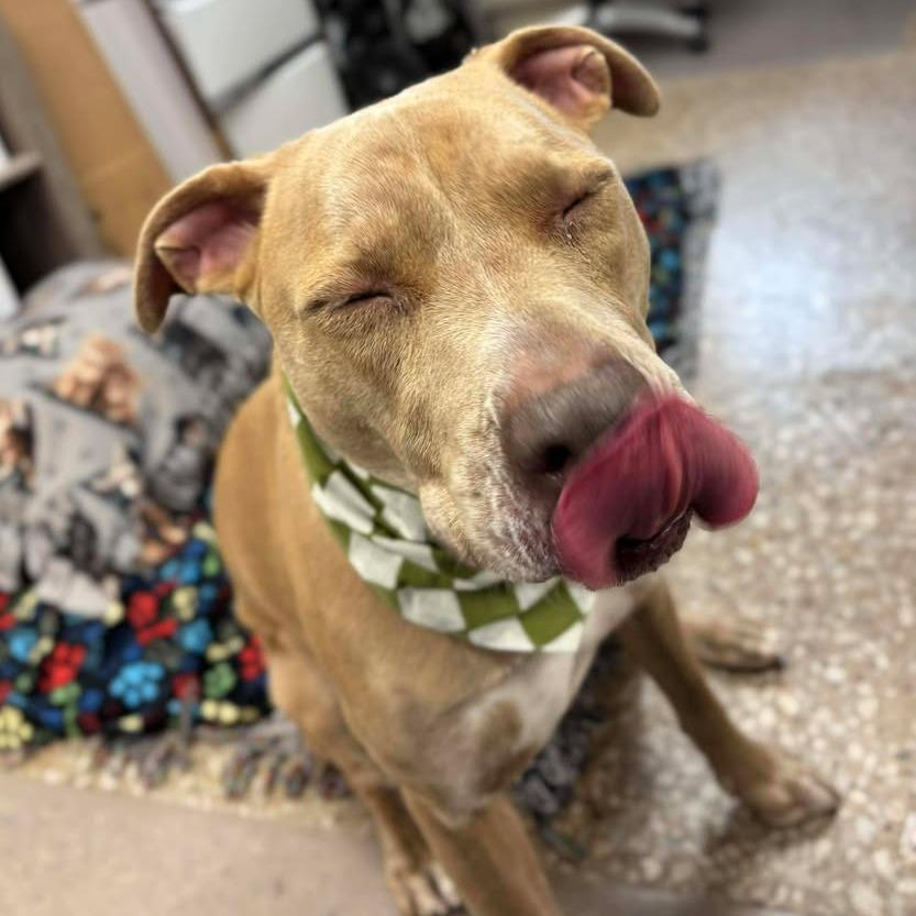 Enlarge Luna, a Adoptable Pit Bull Terrier in Milan, IL image 2/6