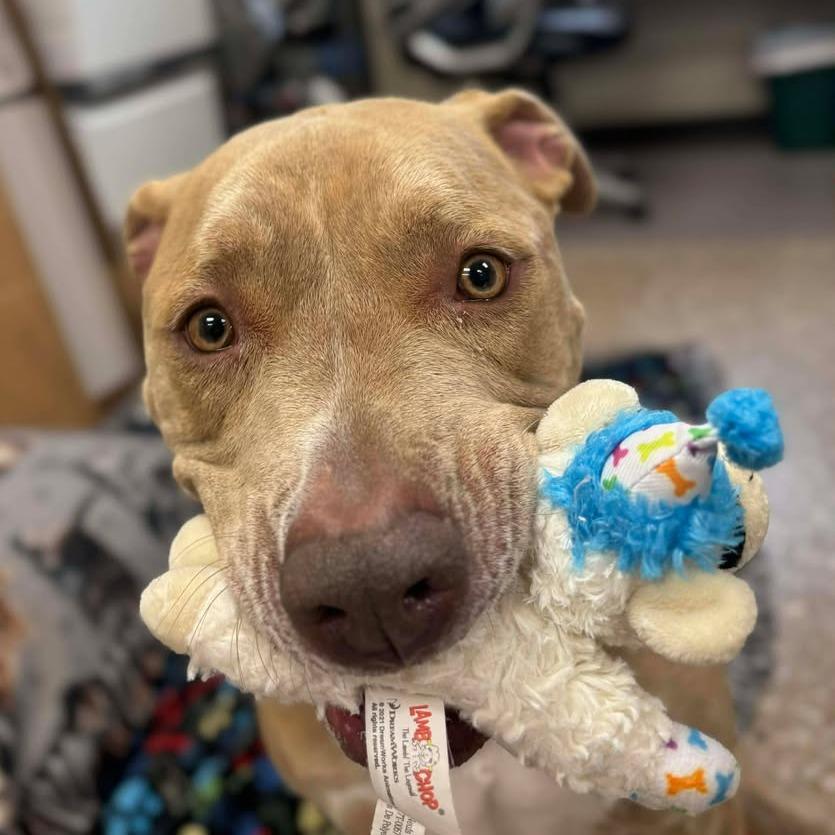 Enlarge Luna, a Adoptable Pit Bull Terrier in Milan, IL image 3/6
