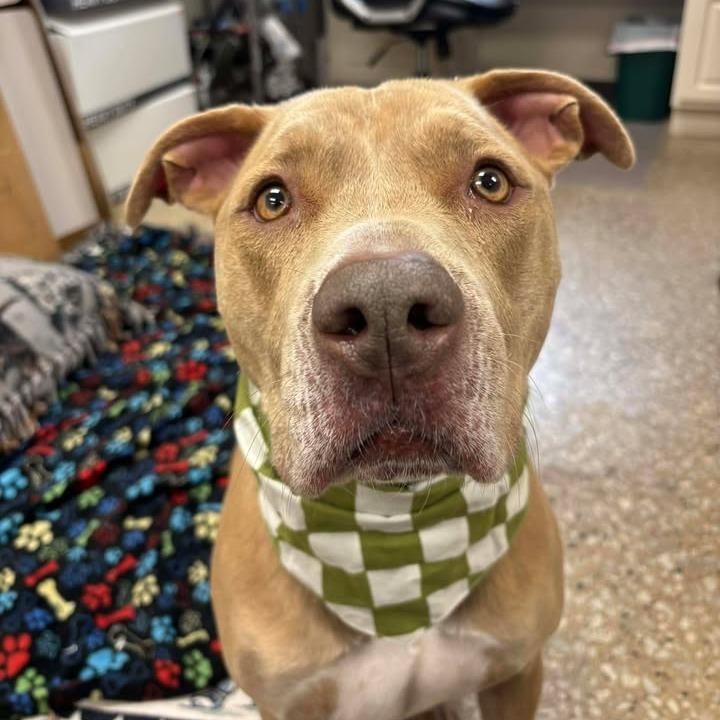 Enlarge Luna, a Adoptable Pit Bull Terrier in Milan, IL image 4/6