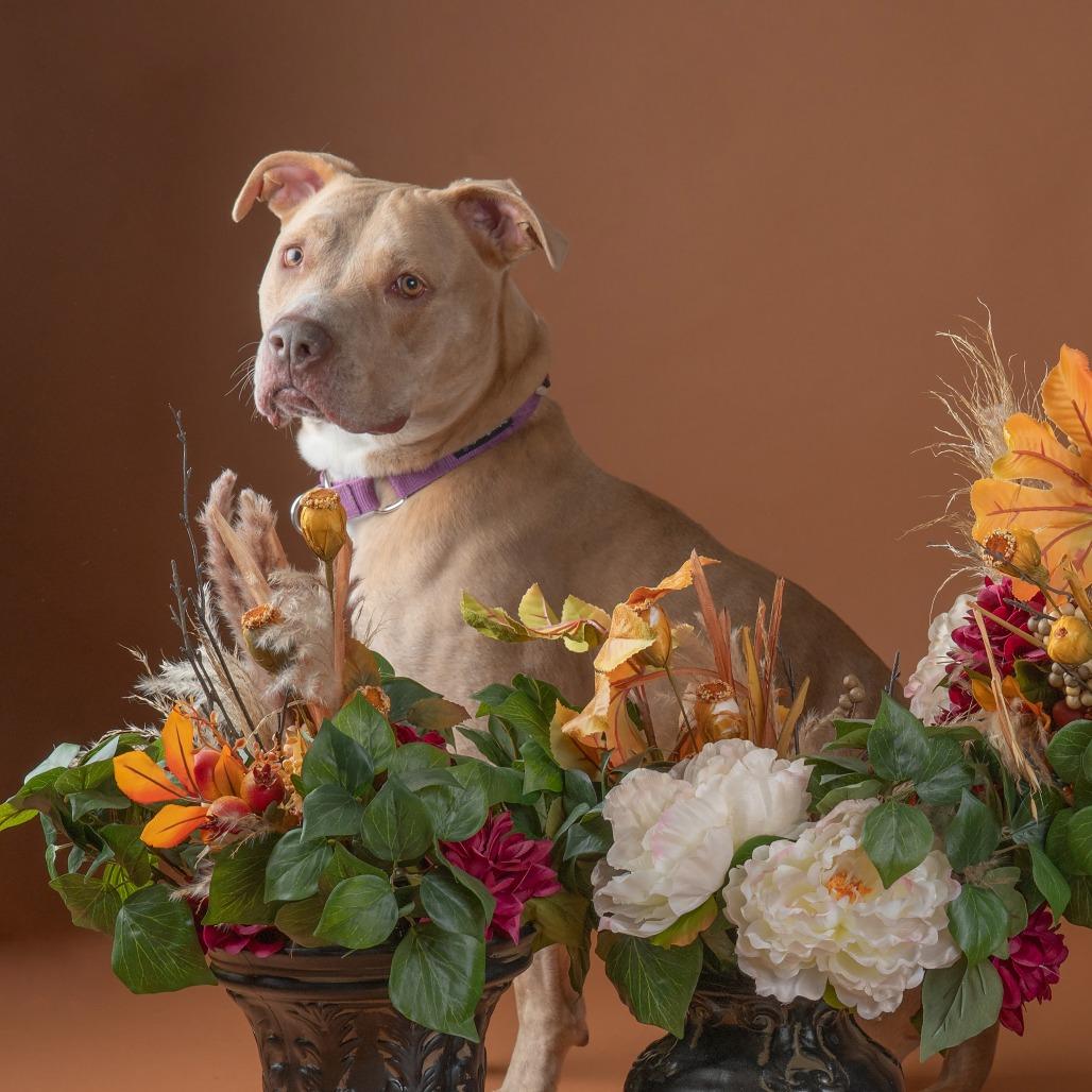 Enlarge Luna, a Adoptable Pit Bull Terrier in Milan, IL image 5/6
