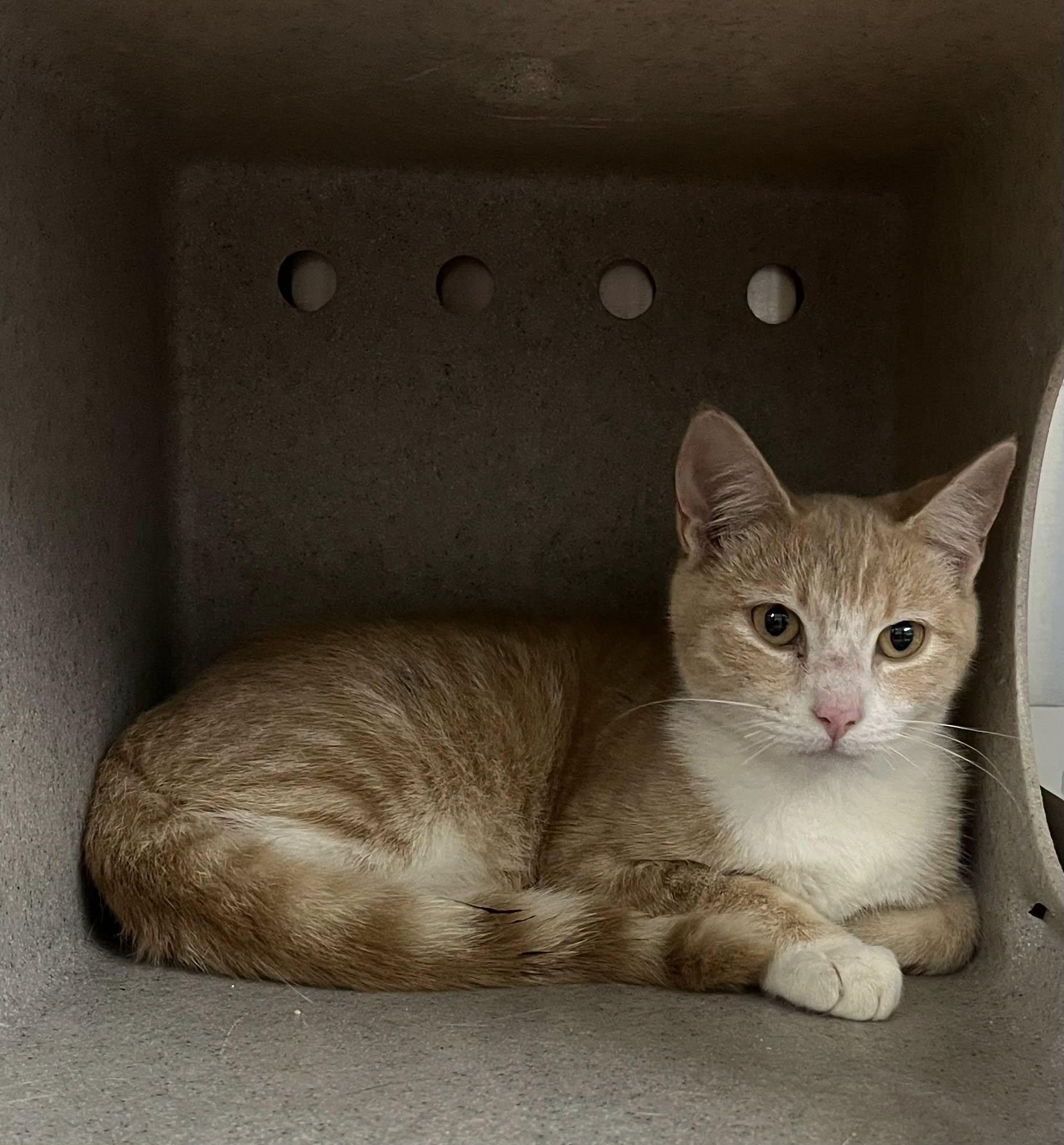 Nit, Adoptable, Young Female Tabby.