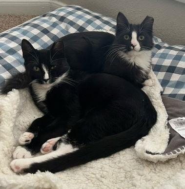Porter #brother-of-Pickle, Adopted, Kitten Male Tuxedo & Domestic Short Hair.