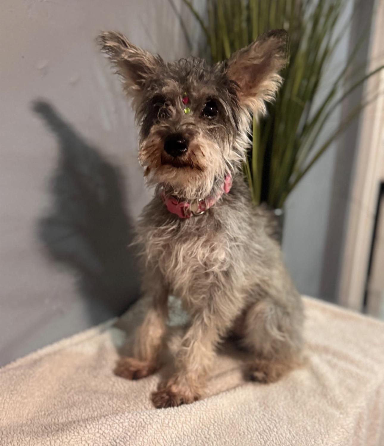 KIRA, Adopted, Young Female Miniature Schnauzer & Yorkshire Terrier.