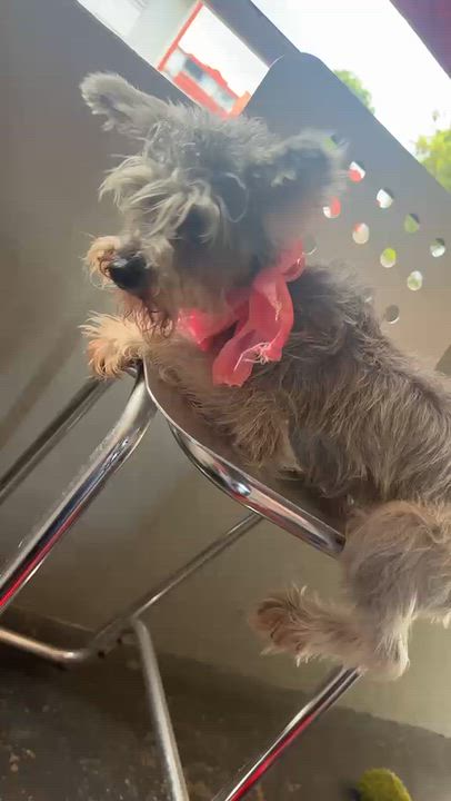 Enlarge KIRA, a Adopted mixed breed in Baltimore, MD video 5/6