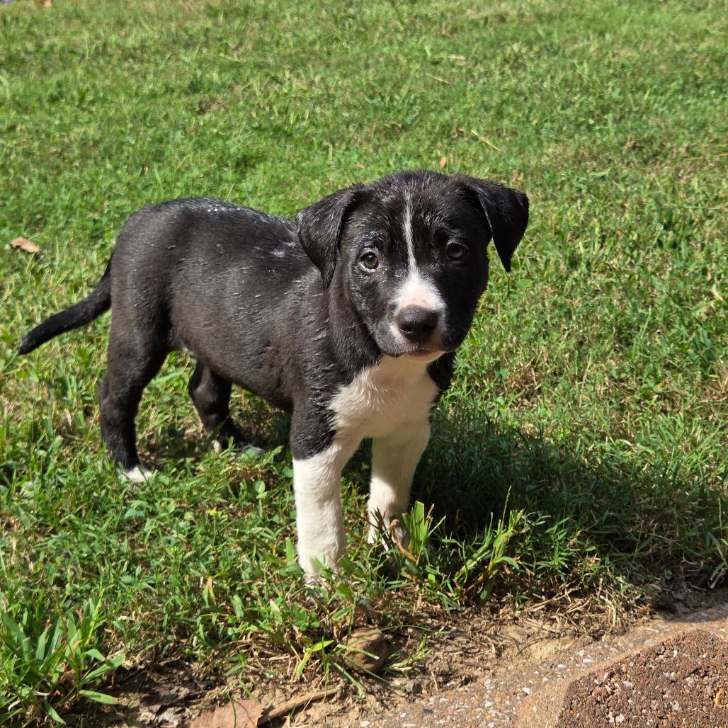 Enlarge Finch, a Adoptable Mixed Breed in Breese, IL image 1/6