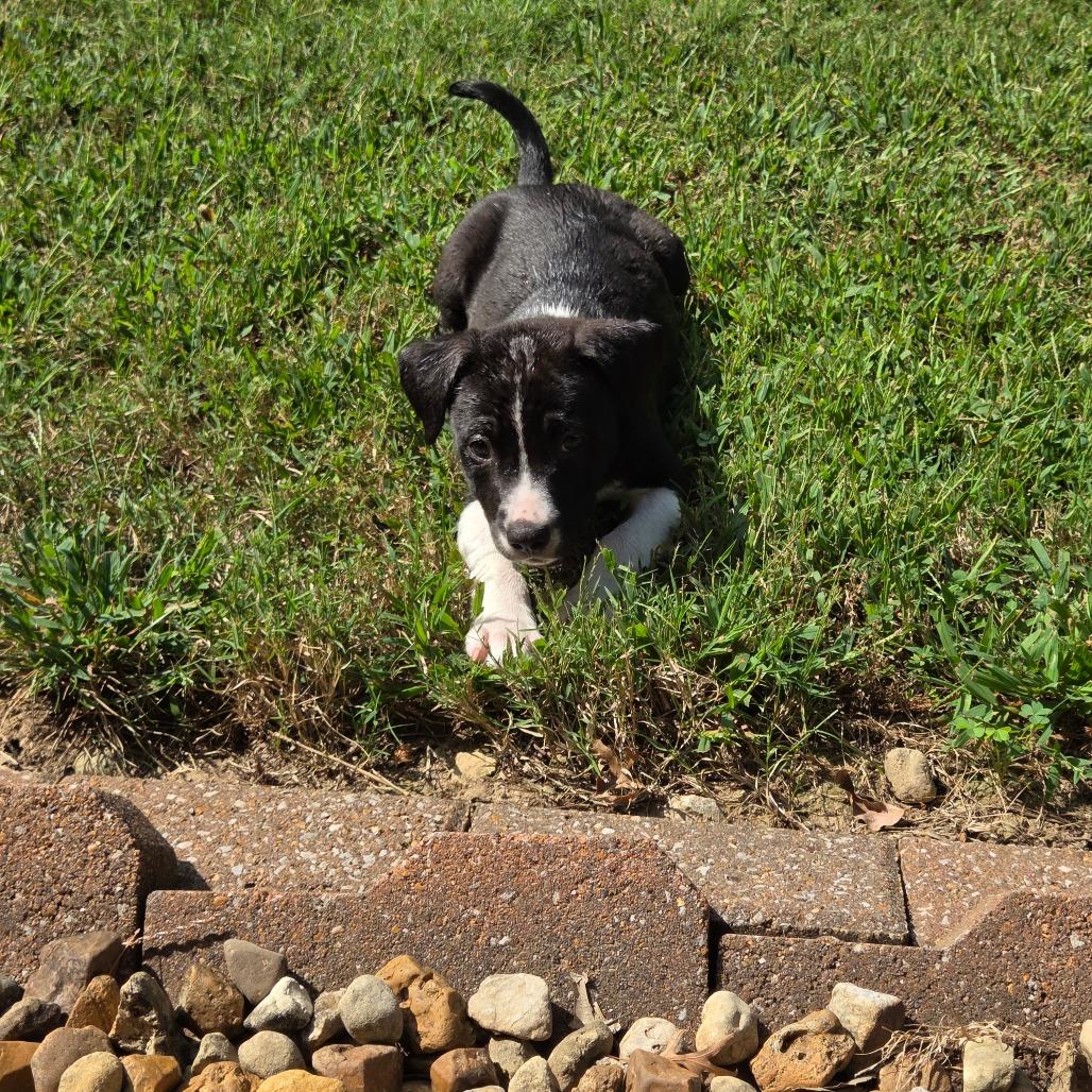 Enlarge Finch, a Adoptable Mixed Breed in Breese, IL image 2/6