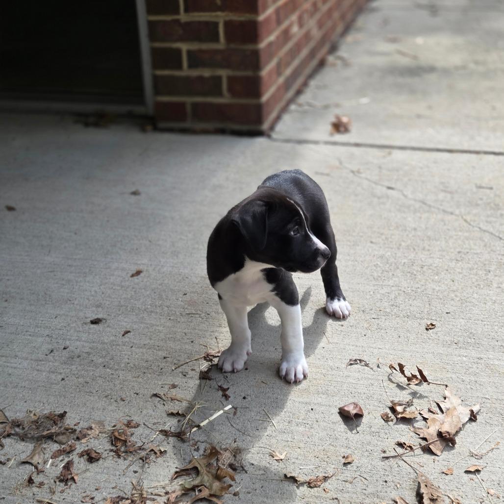 Enlarge Finch, a Adoptable Mixed Breed in Breese, IL image 3/6