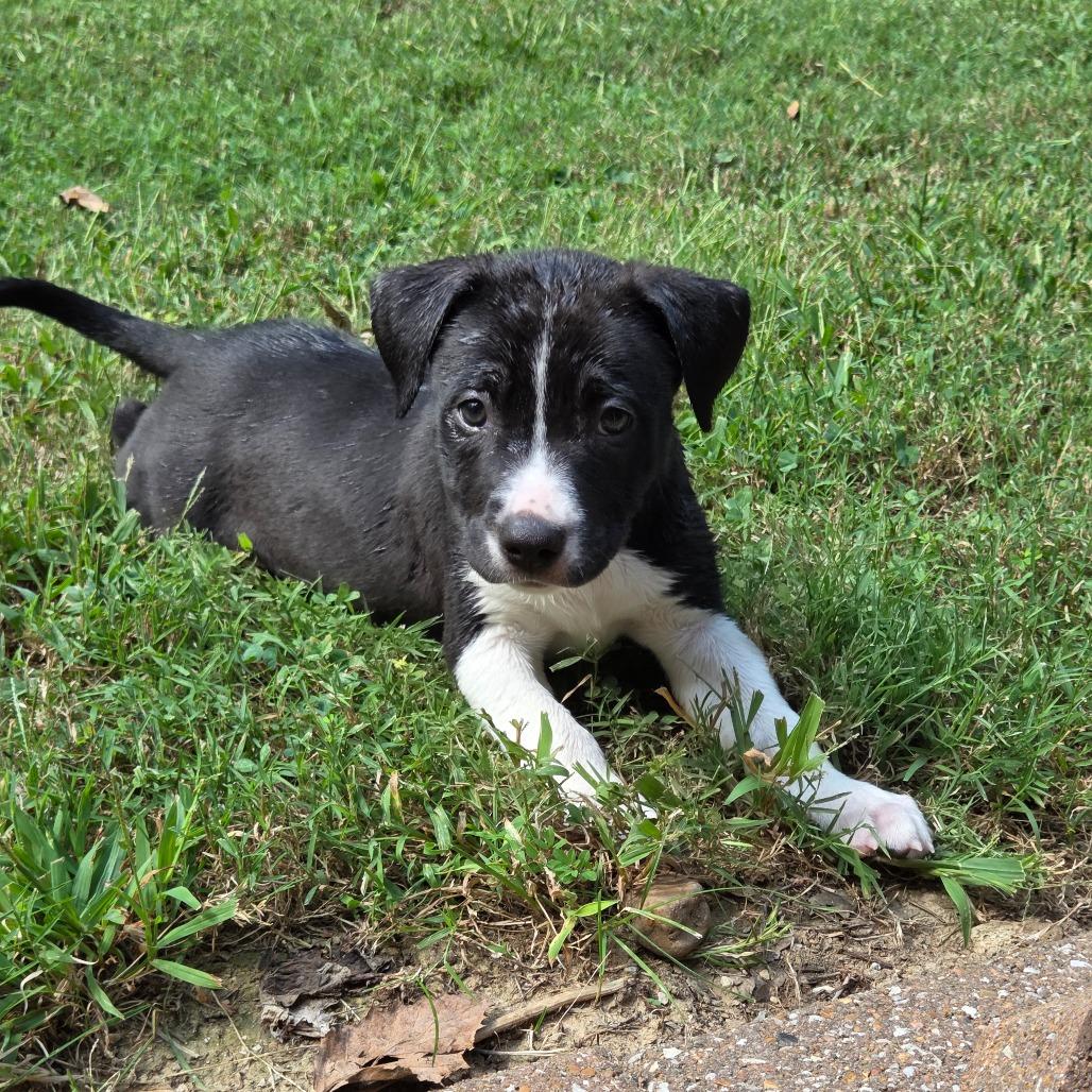 Enlarge Finch, a Adoptable Mixed Breed in Breese, IL image 4/6