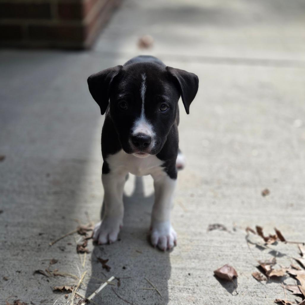 Enlarge Finch, a Adoptable Mixed Breed in Breese, IL image 5/6