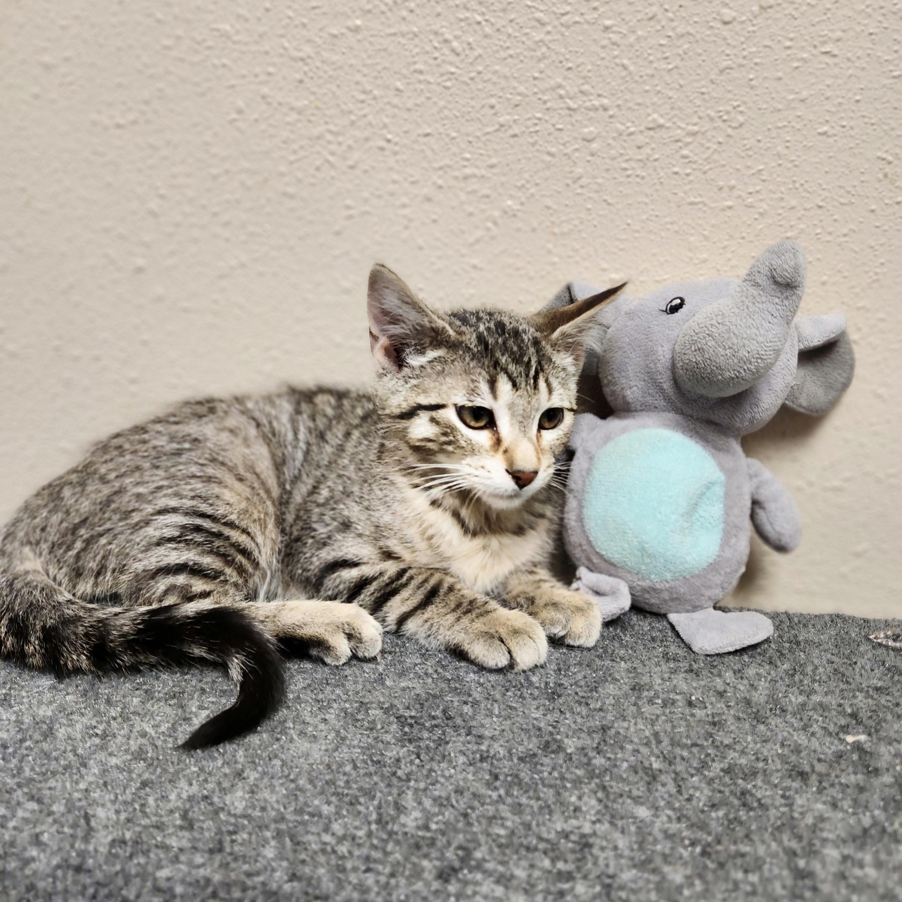 Enlarge Tobias, a ADOPTABLE mixed breed in Waupun, WI image 4/4