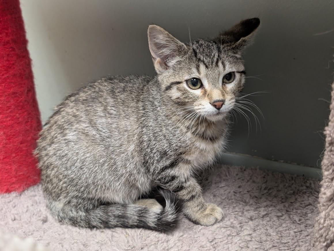 Enlarge Tobias, a ADOPTABLE mixed breed in Waupun, WI image 2/4