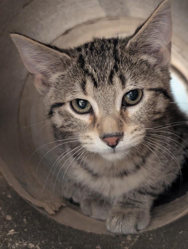 Enlarge Tobias, a ADOPTABLE mixed breed in Waupun, WI image 3/4