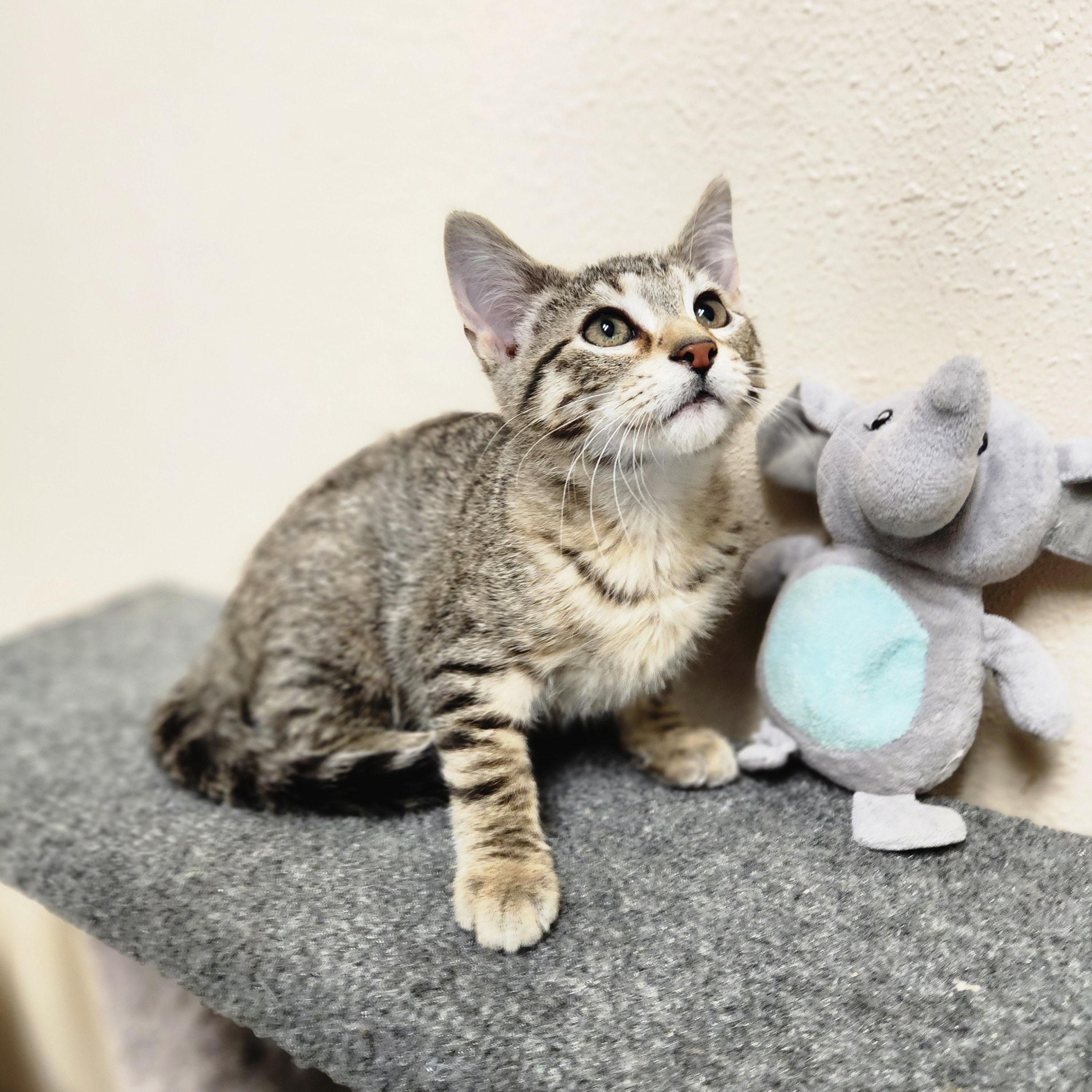 Tobias, ADOPTABLE, Young Male Domestic Short Hair.