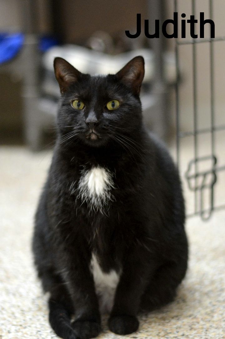 Judith, Adoptable, Adult Female Domestic Short Hair.