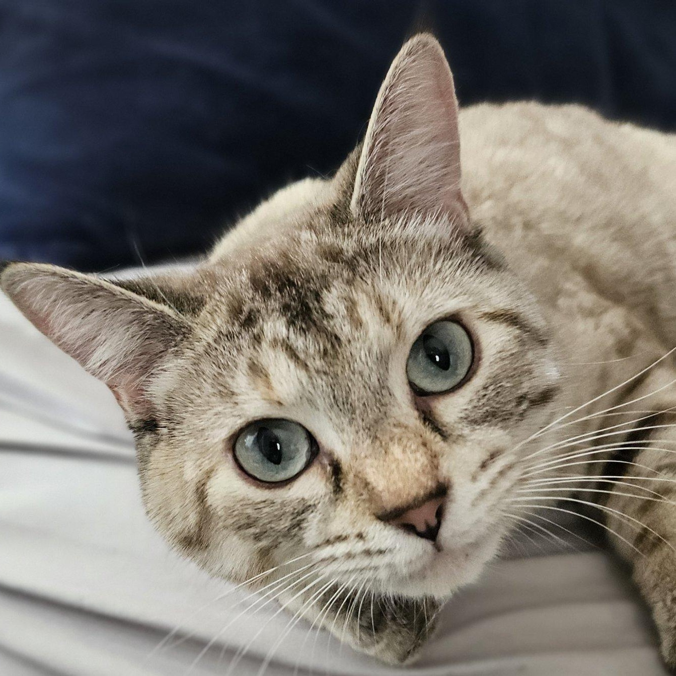 Enlarge Leah, a ADOPTABLE mixed breed in Hudsonville, MI image 2/3